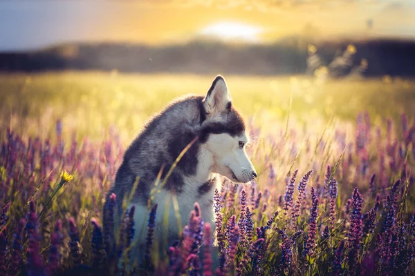 Husky sentado en flores lila en el fondo del atardecer — Foto de Stock