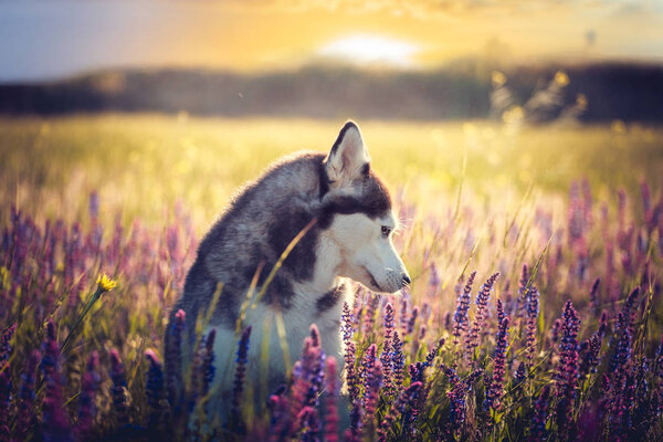 Cute husky with blue eyes sitting on the medow in green grass and lilac flowers on sunset background