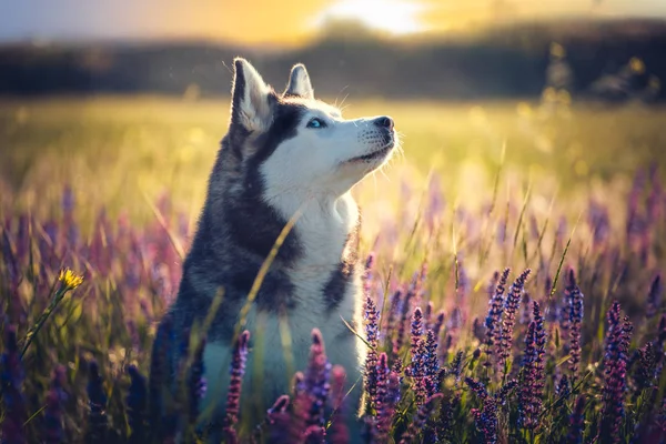 Husky, sedí v fialovými květy na slunce pozadí — Stock fotografie
