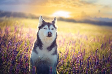 Husky eflatun çiçekler gün batımı arka plan üzerinde oturan