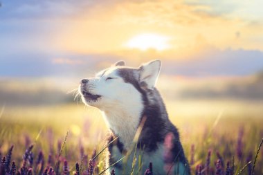 Husky eflatun çiçekler gün batımı arka plan üzerinde oturan