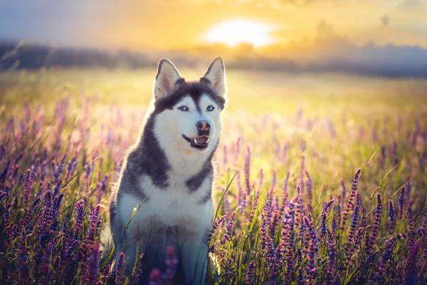 Husky sitzt in fliederfarbenen Blumen auf Sonnenuntergang Hintergrund — Stockfoto