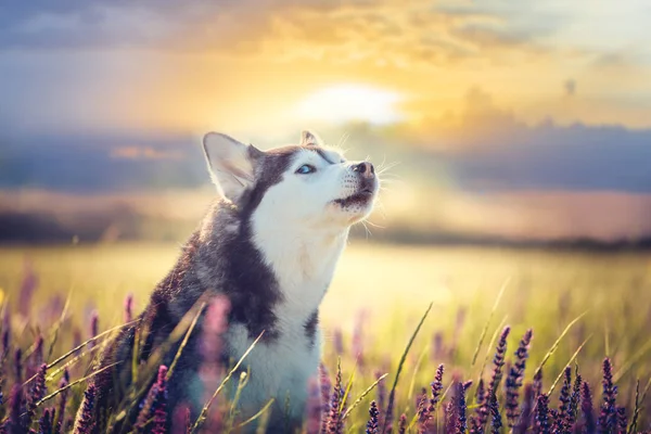 Husky сидить у квітучий Бузок на тлі заходу сонця — стокове фото