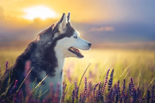 Husky sitting in lilac flowers on sunset background — Stock Photo, Image