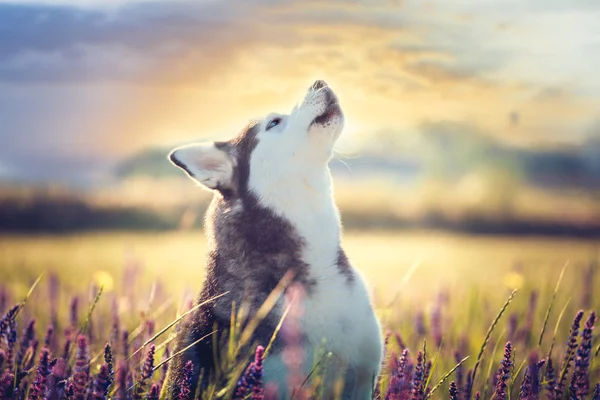 Husky sentado em flores lilás no pôr do sol fundo — Fotografia de Stock