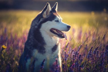 Husky Lila çiçek çayır üzerinde oturan