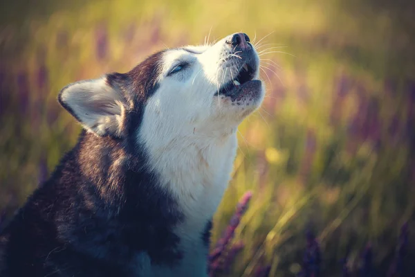 Husky, siedząc w Liliowe kwiaty na łące — Zdjęcie stockowe