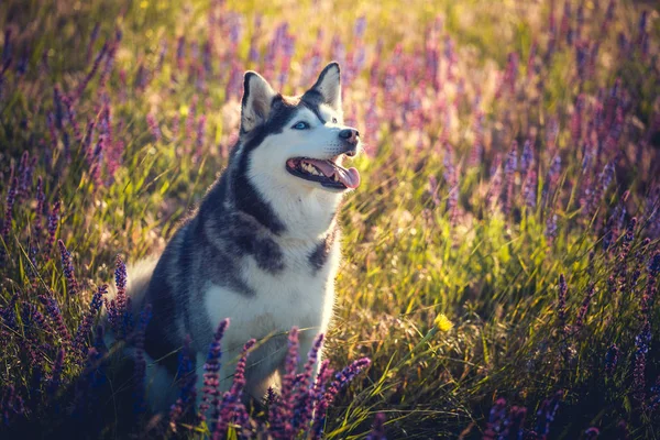 Husky sentado en flores lila en el prado — Foto de Stock