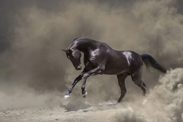 Cavalo preto corre na poeira — Fotografia de Stock