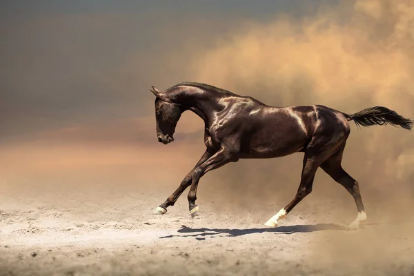 Cavalo preto corre na poeira — Fotografia de Stock