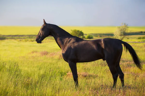 Garanhão Akhalteke preto ficar no campo verde — Fotografia de Stock