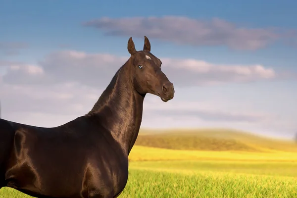 Портрет черной лошади с голубыми глазами на зеленом поле и фоне неба — стоковое фото