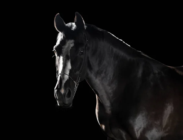 Retrato a caballo negro con línea blanca en la cara sobre el fondo negro — Foto de Stock
