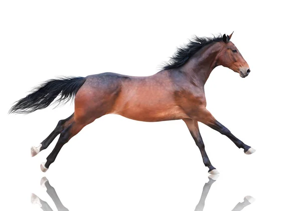 Bay cavalo corre isolado no fundo branco — Fotografia de Stock