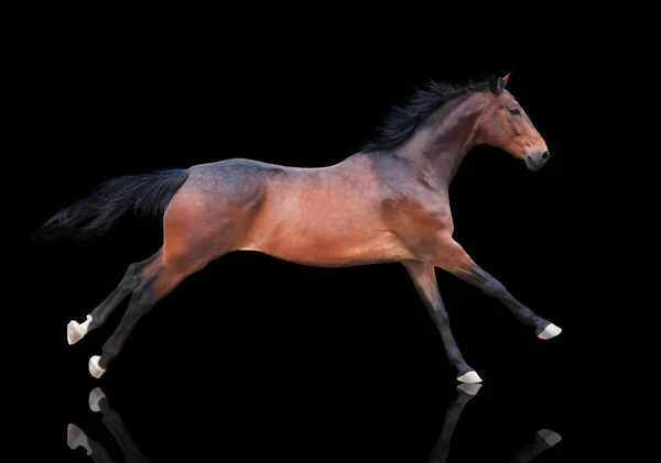 Лошадь бежит изолированно в черном — стоковое фото