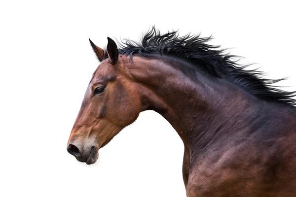 Retrato de caballo de laurel aislado sobre fondo blanco — Foto de Stock