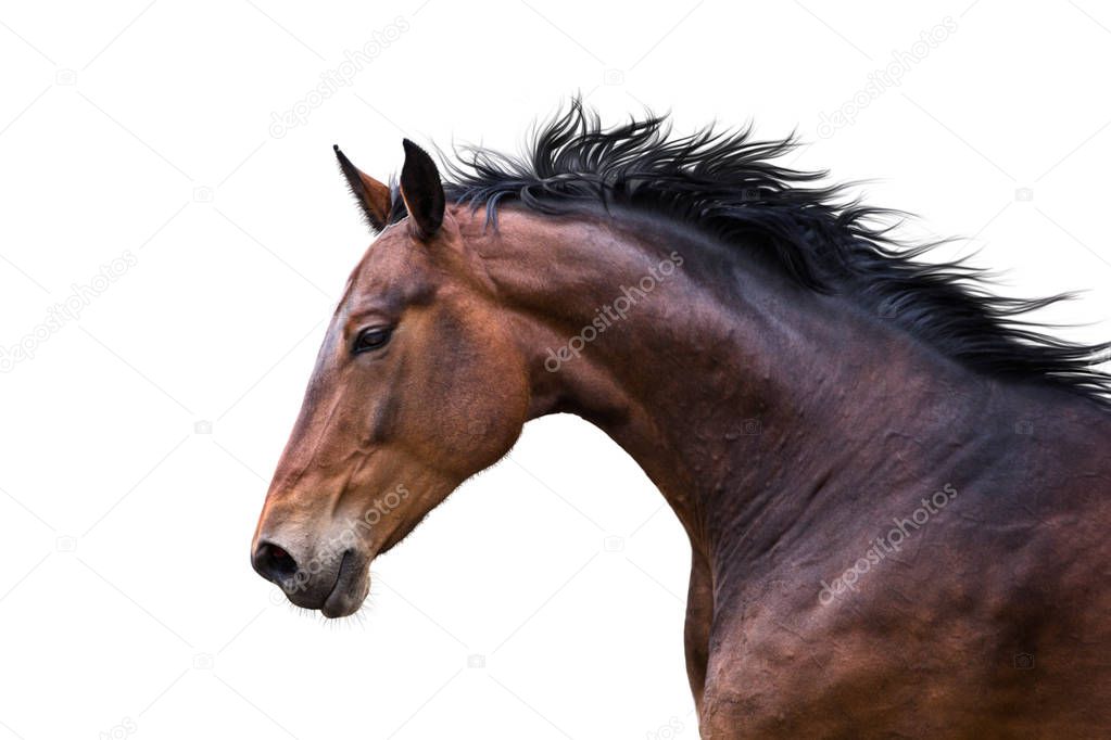 Portrait of bay horse isolated on white background