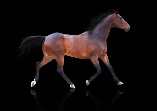 Baai paard loopt op zwarte achtergrond — Stockfoto