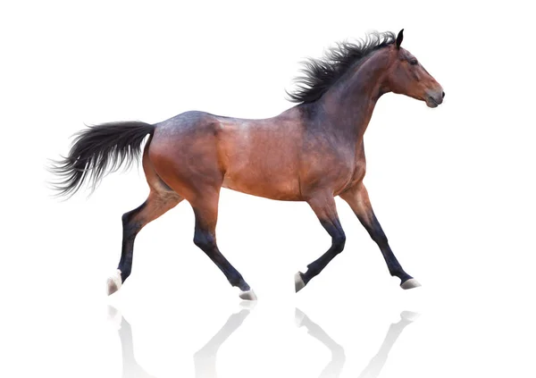 Kůň běží na bílém pozadí — Stock fotografie