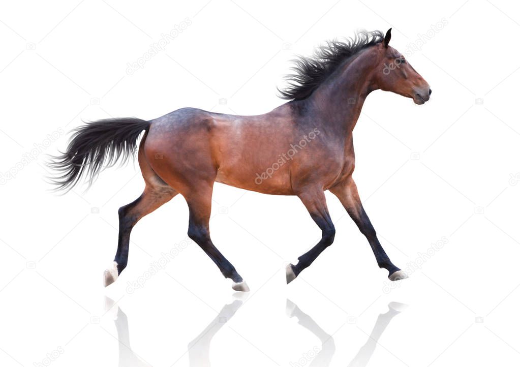 Bay horse runs on white background