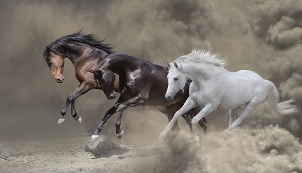 Tres caballos corren en la tormenta de polvo — Foto de Stock