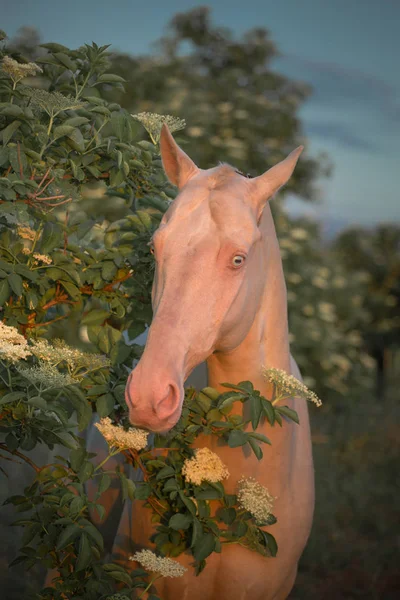 Ritratto di un cavallo rosa perla tra alberi in fiore — Foto Stock