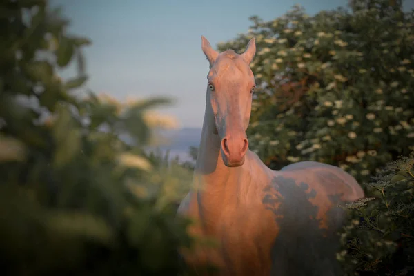 Portrait of a pearl pink horse among flowering trees — Stock Photo, Image