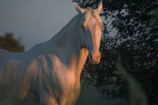 Porträt eines perlrosa Pferdes auf dem Hintergrund dunkler Bäume — Stockfoto