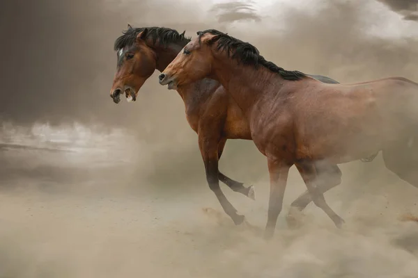 Две Породистые Лошади Сражаются Пыли — стоковое фото