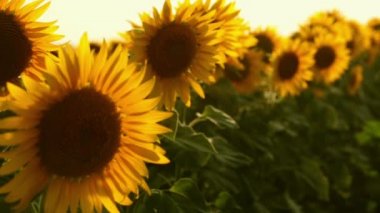 Gün batımında ayçiçeği tarlası