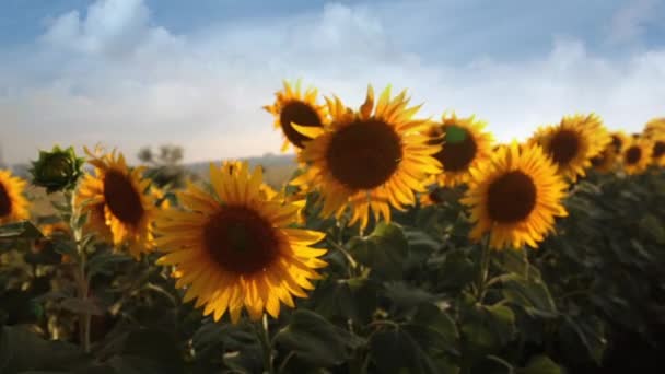 Solrosfält under solnedgången — Stockvideo