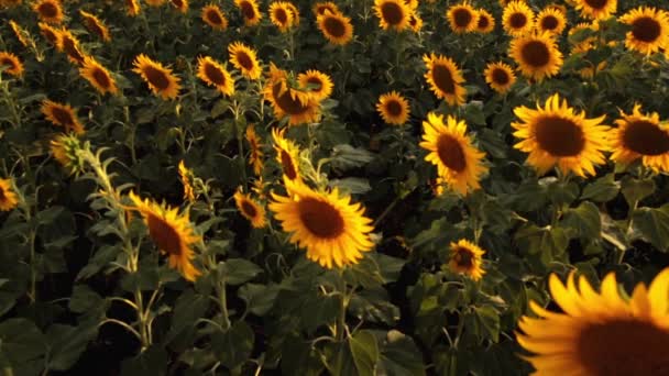 Zonnebloemenveld tijdens zonsondergang — Stockvideo