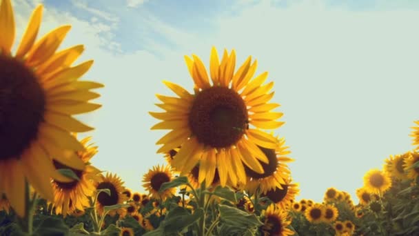 Campo de girassol durante o pôr do sol — Vídeo de Stock