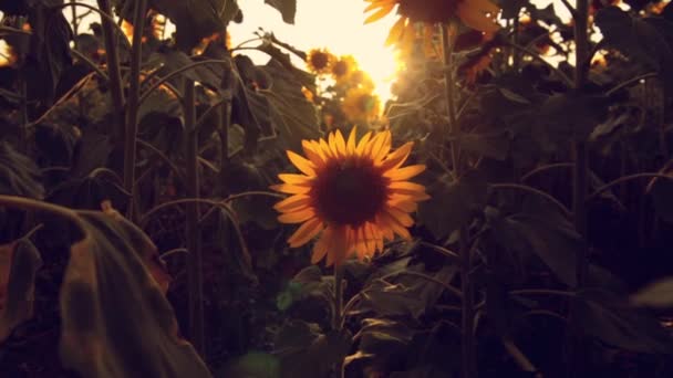 Zonnebloemenveld tijdens zonsondergang — Stockvideo