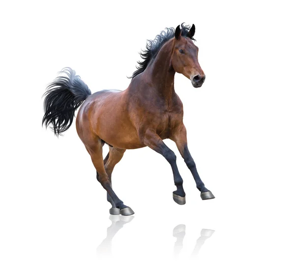 Öböl ló fut a fehér háttér — Stock Fotó