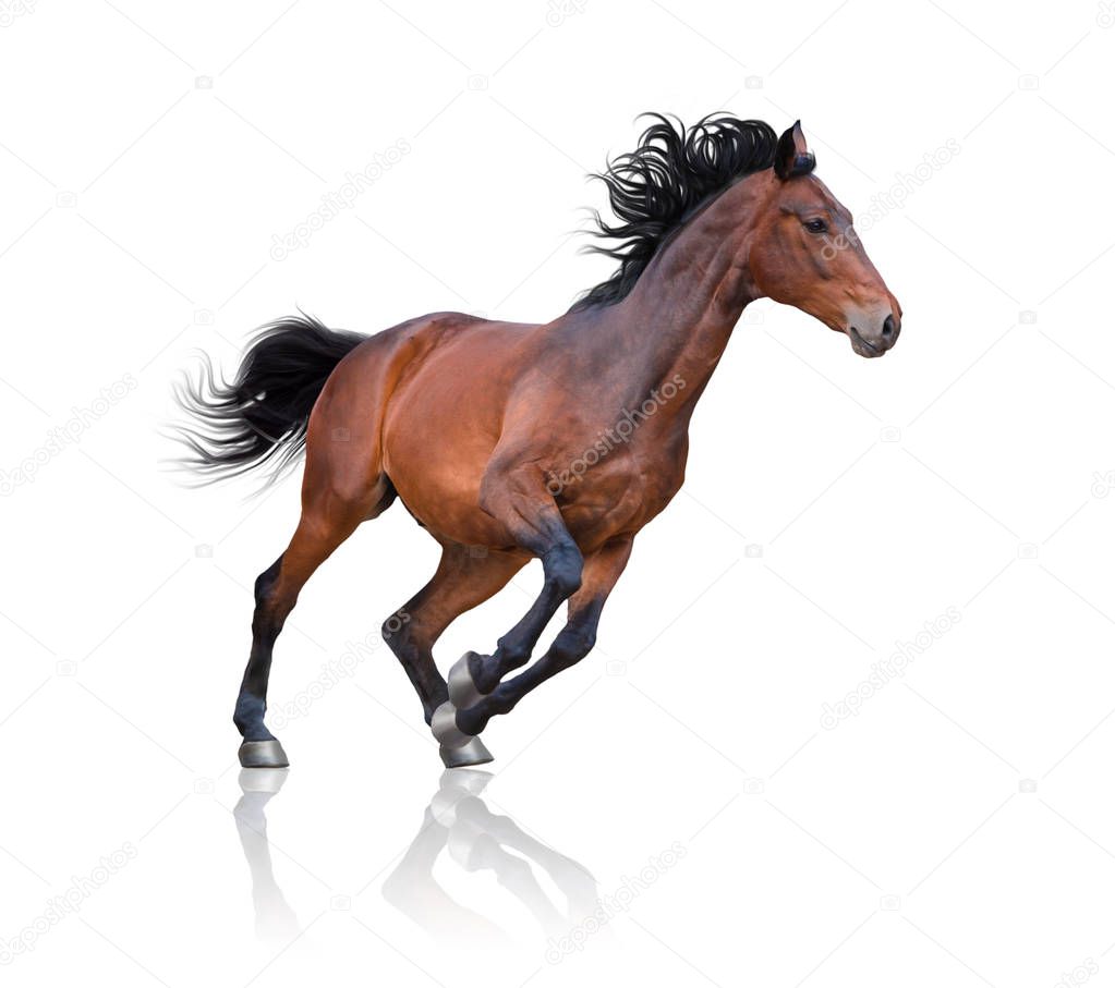 Bay horse runs on the white background