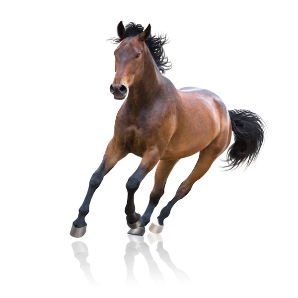 Baai Paard Loopt Geïsoleerd Witte Achtergrond — Stockfoto