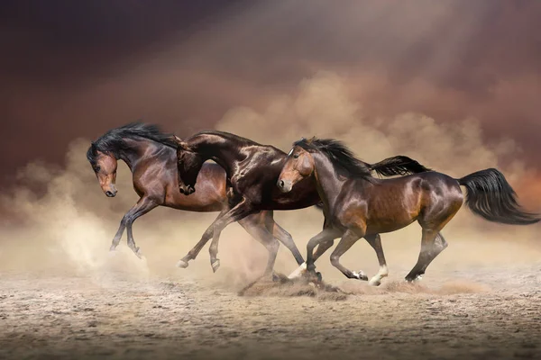 Troupeau de chevaux courir vers l'avant sur le sable sur fond de ciel soir — Photo