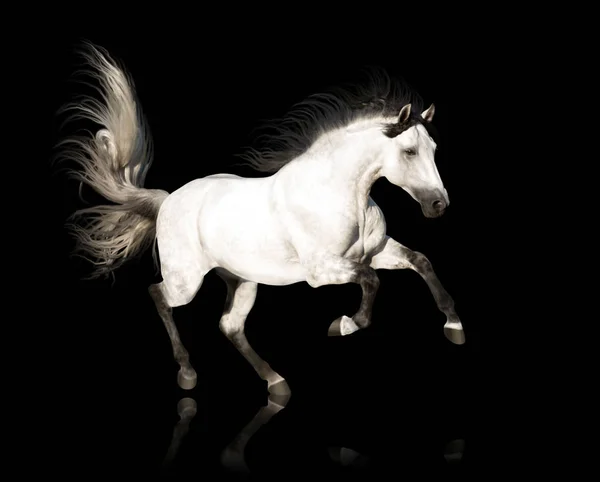 Caballo blanco corre aislado sobre fondo negro — Foto de Stock