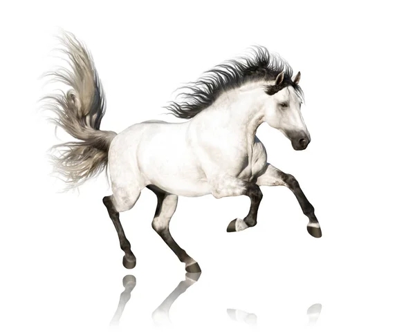 White horse runs isolated on white background — Stock Photo, Image