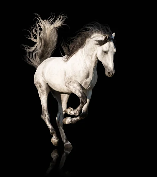 Білий кінь біжить ізольовано на чорному тлі — стокове фото