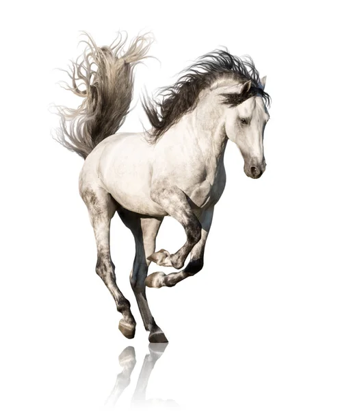 White horse runs isolated on white background — Stock Photo, Image