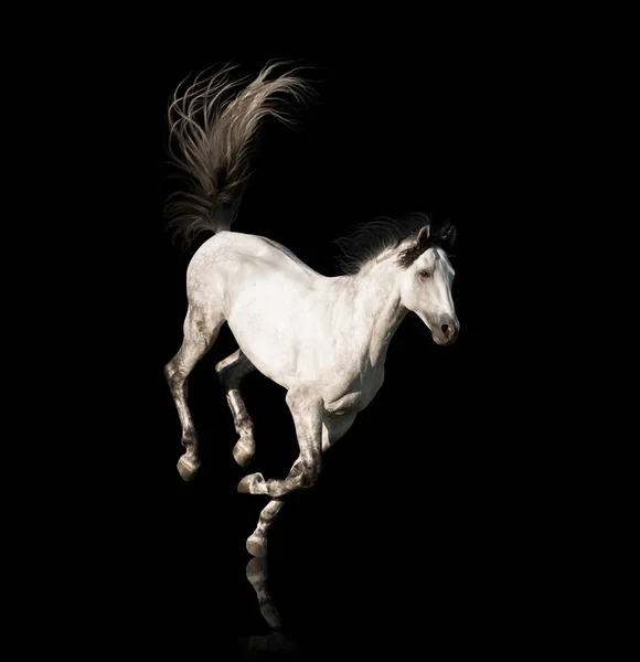 Cavalo branco corre isolado no fundo preto — Fotografia de Stock