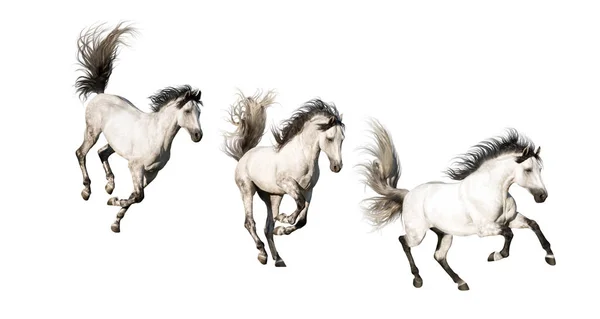 3 White horses  galloping run on white background — Stock Photo, Image