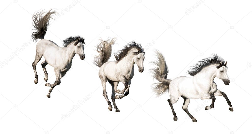 3 White horses  galloping run on white background