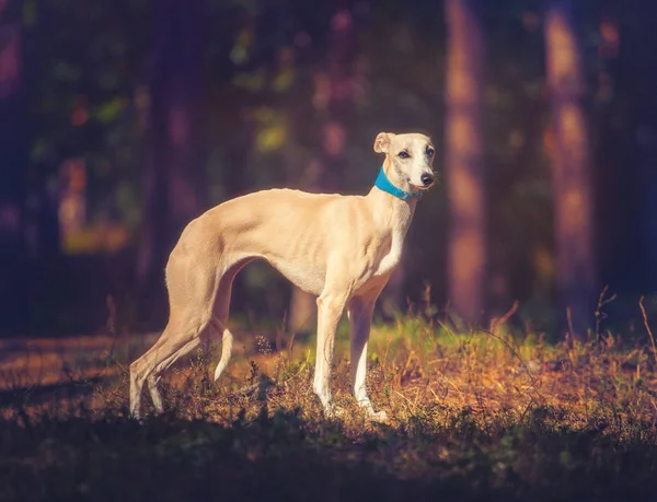 Whippet psa stoi na tle lasu i patrząc na kamery — Zdjęcie stockowe