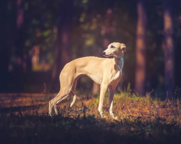 Chien Whippet debout sur fond de forêt — Photo