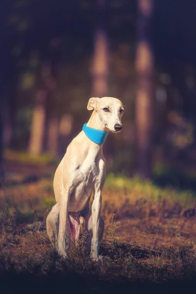 Whippet cão sentado no fundo da floresta e olhando para a câmera — Fotografia de Stock