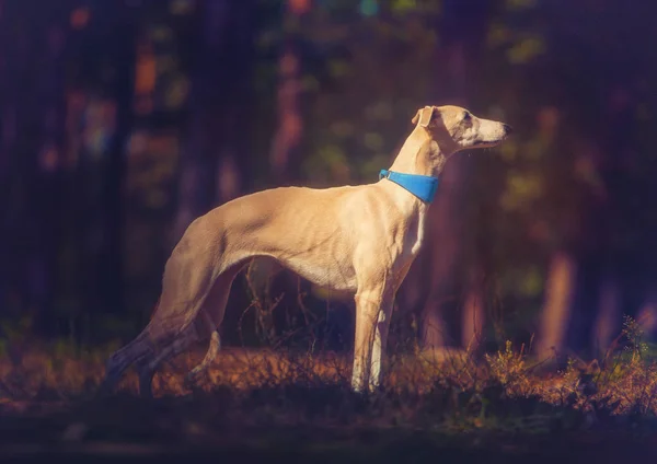 Whippet psa pozostaje na tle lasu — Zdjęcie stockowe