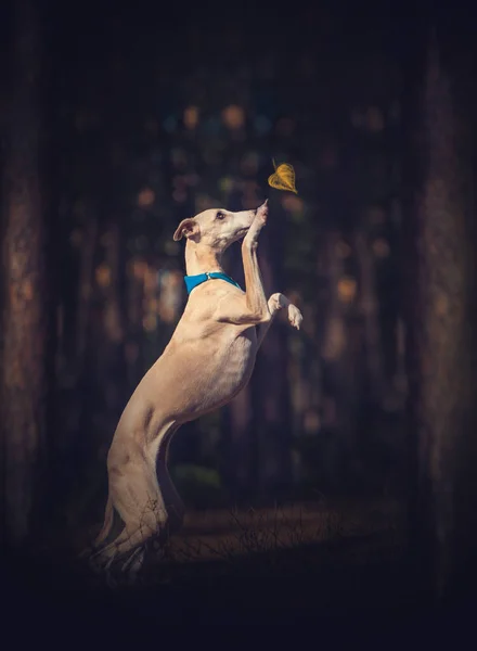 Chien fouet doré dans la forêt — Photo